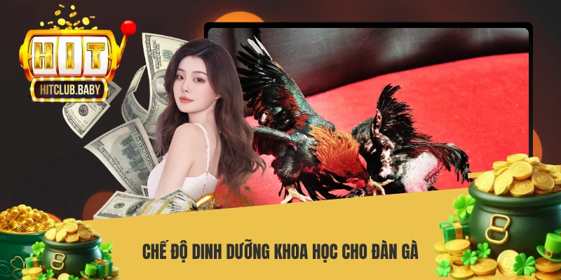 Chế độ dinh dưỡng khoa học cho đàn gà